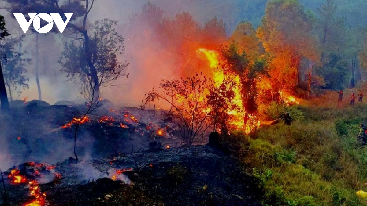 Xử lý nghiêm tình trạng đốt thực bì để xảy ra cháy rừng